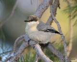 Pygmy Nuthatch, Rocky Mt NP, CO, 6_16_16_Jpa_20379.jpg
