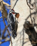 Red-naped Sapsucker, Rocky Mt NP, 6_16_2016_Jpa_19944.jpg
