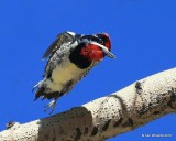Red-naped Sapsucker, Rocky Mt NP, CO, 6_16_16_Jpa2_19934.jpg
