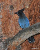 Stellar's Jay, Interior form, Rocky Mt NP, CO, 6_16_16_Jpa_20268.jpg