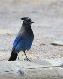 Stellar's Jay, Interior form, Rocky Mt. NP, CO, 6_14_2016_Jpa_19023.jpg