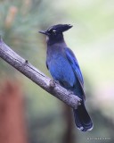Steller's Jay, Rocky Mt. NP, CO, 6_14_2016_Jpa_19001.jpg