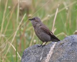 Townsend's Solitaire, Mt Evans, CO, 6-13-16, Jpa_18598.jpg