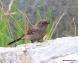 Townsend's Solitaire with big grasshopper, Mt Evans, CO, 6-13-16, Jpa_18609.jpg