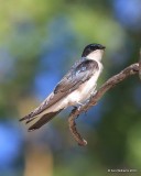 Tree Swallow, Rocky Mt NP, 6_16_2016_Jpa_19968.jpg