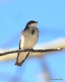 Tree Swallow, Rocky Mt NP, 6_16_2016_Jpa_19985.jpg