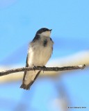 Tree Swallow, Rocky Mt NP,  6_16_2016_Jpa_19985.jpg