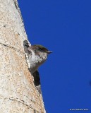 Violet-green Swallow, Rocky Mt NP, 6_16_2016_Jpa_19857.jpg