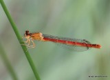 Western Red Damsel, Amphiagrion abbreviatum, female, Raton, NM, 6-21-16, Jpa_21322.jpg