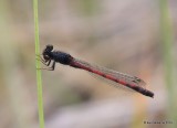 Western Red Damsel, Amphiagrion abbreviatum, male, Raton, NM, 6-21-16, Jpa_21282.jpg