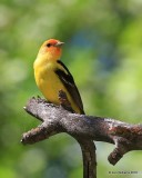Western Tanaager, N. of Gunnison, CO, 6_18_2016_Jpa_20745.jpg