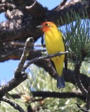 Western Tanager male, Rocky Mt NP, 6_16_2016_Jpa_20050.jpg