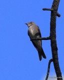 Western Wood-Pewee, Rocky Mt NP, 6_16_2016_Jpa_20350.jpg