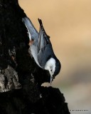 White-breasted Nuthatch, Rocky Mt NP, 6_16_2016_Jpa_19844.jpg