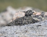 White-tailed Ptarmigan female, Rocky Mt NP, CO, 6_15_16_Jpa_19431.jpg