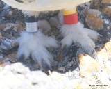 White-tailed Ptarmigan male feet and bands, Rocky Mt NP, CO, 6_15_16_Jpa_19457.jpg