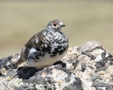 White-tailed Ptarmigan male, Rocky Mt NP, CO, 6_15_16_Jpa_19421.jpg