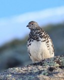 White-tailed Ptarmigan male, Rocky Mt. NP, CO, 6_14_2016_Jpa_18649.jpg