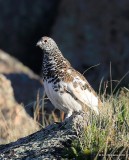 White-tailed Ptarmigan male, Rocky Mt. NP, CO, 6_14_2016_Jpa_18667.jpg