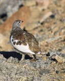 White-tailed Ptarmigan male, Rocky Mt. NP, CO, 6_14_2016_Jpa_18688.jpg
