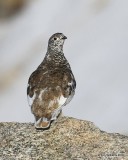 White-tailed Ptarmigan male, Rocky Mt. NP, CO, 6_14_2016_Jpa_18712.jpg