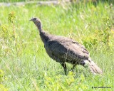 Wild Turkey, Merriam's female, Rocky Mt NP, CO, 6_15_16_Jpa_19596.jpg