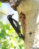 Williamsons Sapsucker pair, Rocky Mt NP,  6_16_2016_Jpa_20209.jpg