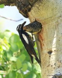 Williamsons Sapsucker pair, Rocky Mt NP, CO, 6_16_16_Jpa_20178.jpg