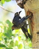 Williamsons Sapsucker pair, Rocky Mt NP, CO, 6_16_16_Jpa_20219.jpg