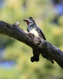 Williamson's Sapsucker male with ants, Rocky Mt NP, CO, 6_15_16_Jpa_19664.jpg