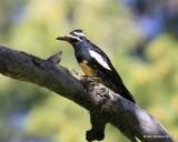 Williamson's Sapsucker male with ants, Rocky Mt NP, CO, 6_15_16_Jpa_19666.jpg
