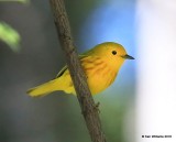 Yellow Warbler male, N. of Gunnison, CO, 6_18_2016_Jpa_20679.jpg