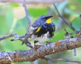 Yellow-rumped Warbler, Audubon subspecies male, N. Delores CO, 6_20_2016_Jpa_21211.jpg