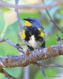 Yellow-rumped Warbler, Audubon subspecies male, N. Delores CO, 6_20_2016_Jpa_21215.jpg