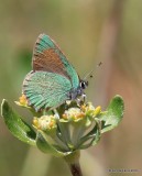 Bramble Hairstreak, Callophrys dumetorum, Rocky Mt NP, 6_16_2016_Jpa_20120.jpg