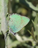 Bramble Hairstreak, Callophrys dumetorum, , Rocky Mt NP,  6_16_2016_Jpa_20155.jpg