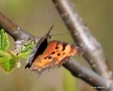 Green Comma, Polygonia faunus, Rocky Mt. NP, CO, 6_14_2016_Jpa_19077.jpg