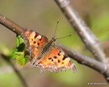 Green Comma, Polygonia faunus, Rocky Mt. NP, CO, 6_14_2016_Jpa_19082.jpg