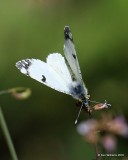 Pearly Marble, Euchloe hyantis, Rocky Mt. NP, CO, 6_15_2016_Jpa_19397.jpg