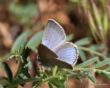 Silvery Blue, Glaucopsyche lygdamus, Rocky Mt. NP, CO, 6_15_2016_Jpa_19345.jpg