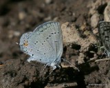 Sylvan Hairstreak, Satyrium sylvinus , W. of Gunnison, CO, 6_18_2016_Jpa_20839.jpg