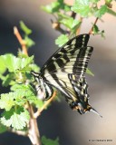 Western Tiger Swallowtail, Papilio rutulus, Rocky Mt NP, 6_16_2016_Jpa_20053.jpg