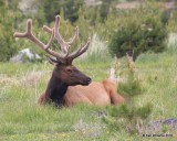 Elk bull, Rocky Mt NP, CO, 6_14_2016_Jpa_18881.jpg