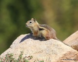 Golden-mantled Ground Squirrel,  Mt Evans, CO, 06_12_2016_Jpa_18060.jpg