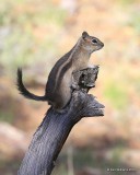 Golden-mantled Ground Squirrel, Rocky Mt NP, CO, 6_15_16_Jpa_19712.jpg