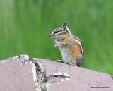 Least Chipmunk, Mt Evans, CO, 6-13-16, Jpa_18578.jpg