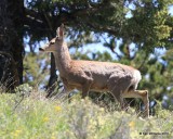 Mule Deer young buck, Rocky Mt NP, 6_16_2016_Jpa_20108.jpg