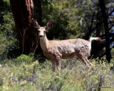 Mule Deer young buck, Rocky Mt NP, 6_16_2016_Jpa_20113.jpg