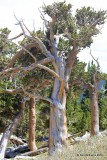 Bristlecone Pine, Mt Evans, CO, 06_12_2016_Jp_18064.JPG