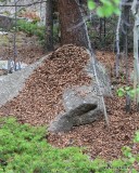 Fir & Pine Cone, pile of pieces, Mt Evans, CO, 6-13-16, Jp_18521.JPG